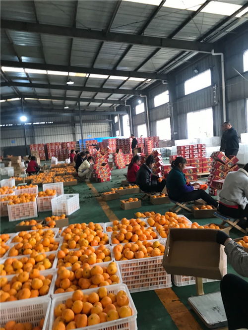 東坡區(qū) 打造精品水果 香飄國(guó)際市場(chǎng)