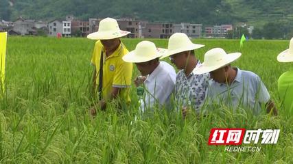 湖南:綏寧縣被農(nóng)業(yè)農(nóng)村部認(rèn)定為國(guó)家級(jí)制種大縣